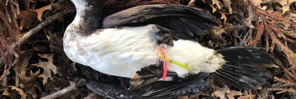 Hooked - dead pied shag found at Chelsea Estate Heritage Park