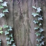 Stems