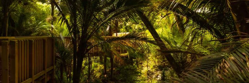 Le Roys Bush Walkway