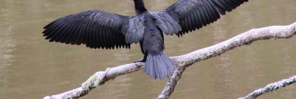 Drip dry - Little black shag (Kawau Tūi) Kawau Tūi at Chelsea Estate Heritage Park freshwater lakes