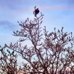 Top Tui Watching Over Chelsea Bay by Lisa Joe