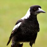 The Guardian by Kelly Vivian